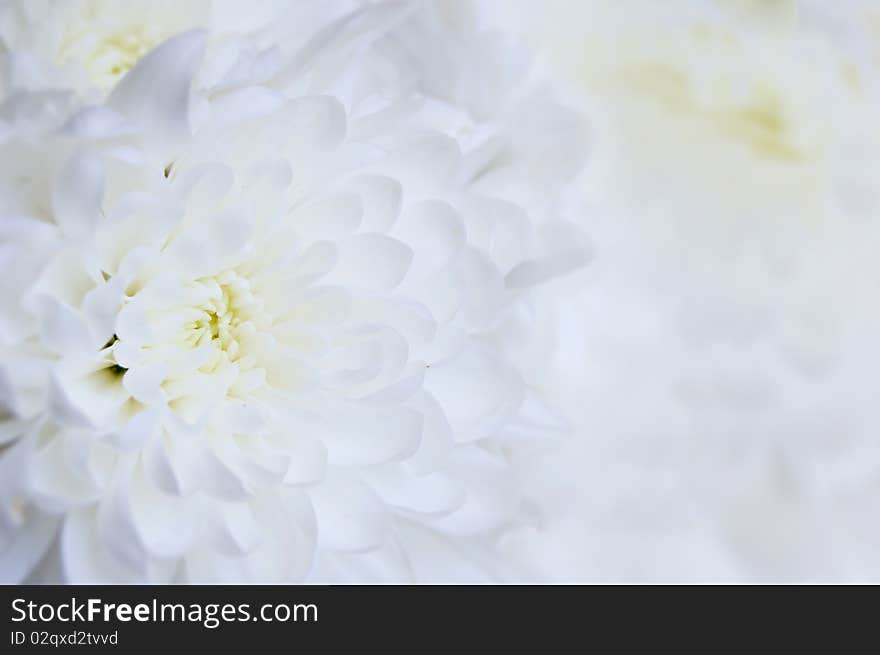 Very Nice Chrysanthemum Flowers