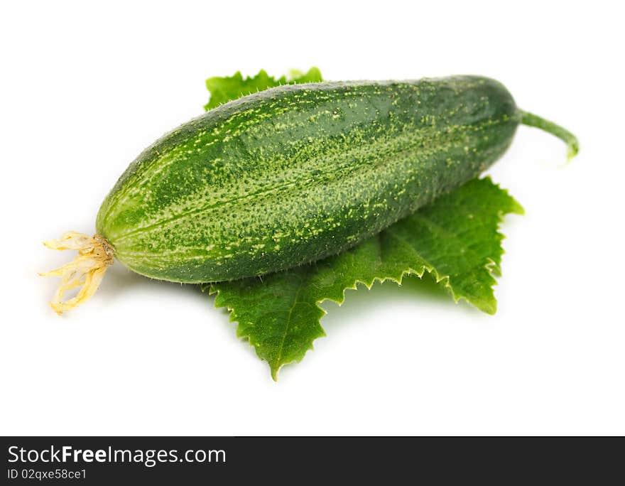 Ripe cucumber on a green leaf