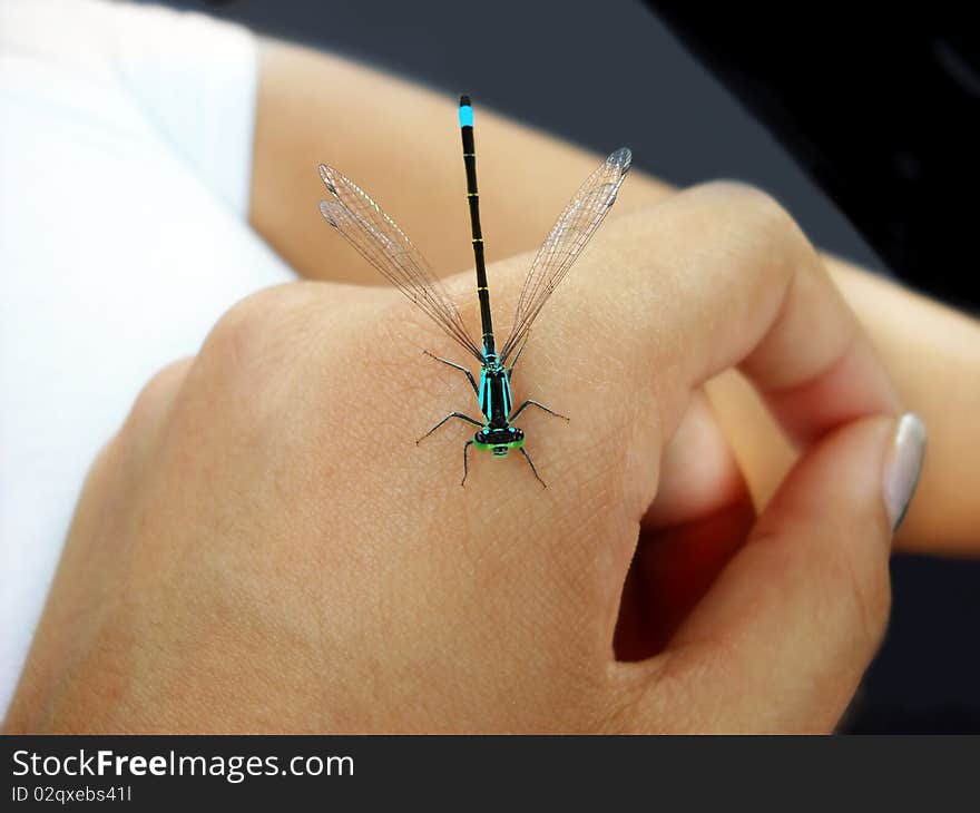 Small colorful dragonfly insect on hand closeup. Small colorful dragonfly insect on hand closeup