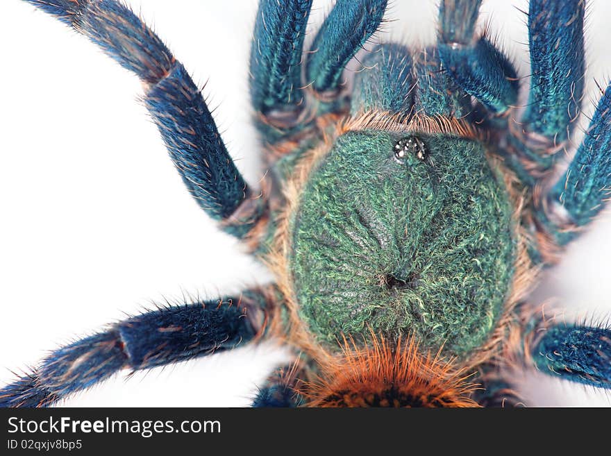 Beautiful spider on a white. Beautiful spider on a white