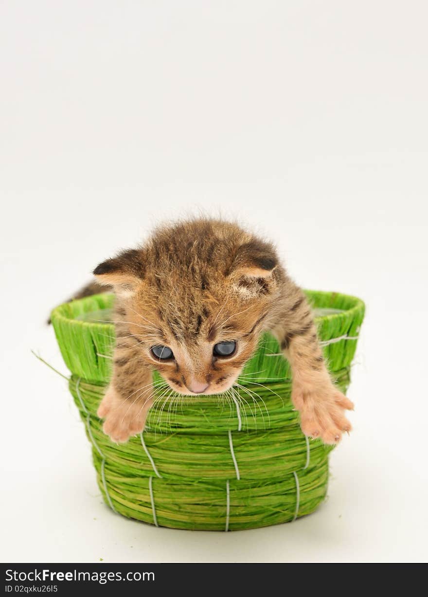 Funny kitten in a green basket