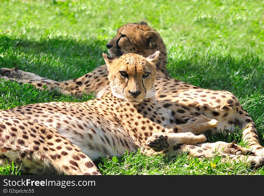 Cheetahs have a rest on a green grass. Cheetahs have a rest on a green grass.