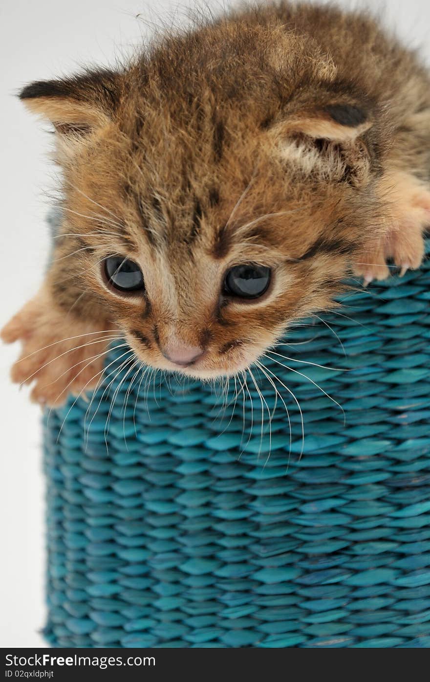 Funny kitten in a blue basket