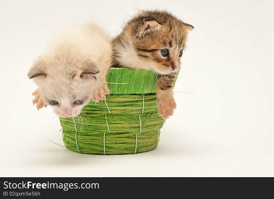 Two kittens on a basket