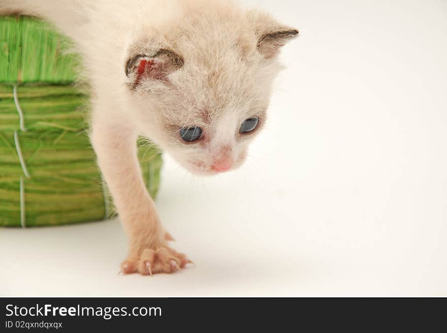 Beije adorable kitten coming out from a green basket. Beije adorable kitten coming out from a green basket