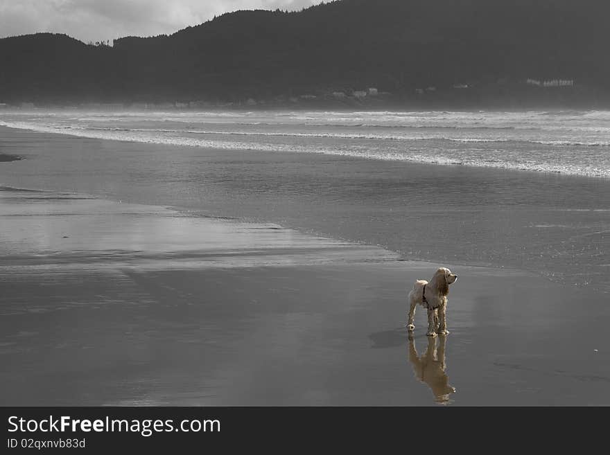 Wet dog on Cannon beach, Oregon. Wet dog on Cannon beach, Oregon