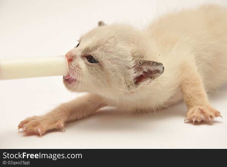 Beije adorable kitten eating on a white background