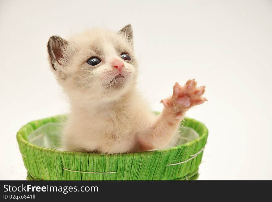 Beije adorable kitten on a white background