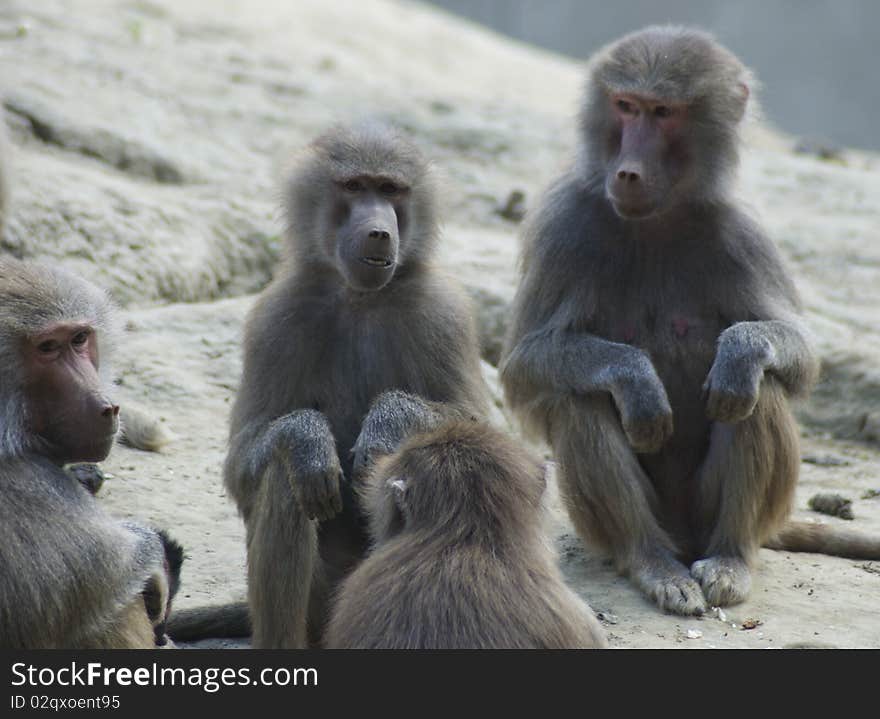 Pavian family shot in Nyiregyháza Zoo. Pavian family shot in Nyiregyháza Zoo