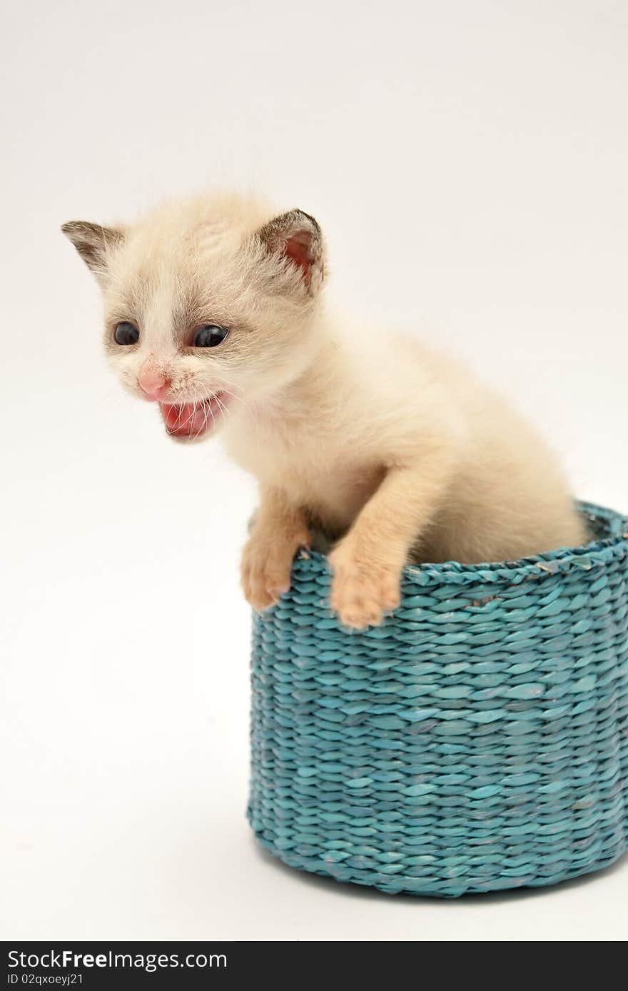 Beije adorable kitten on a white background