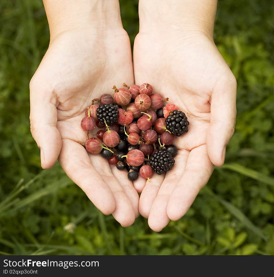 Human hands holding different berries