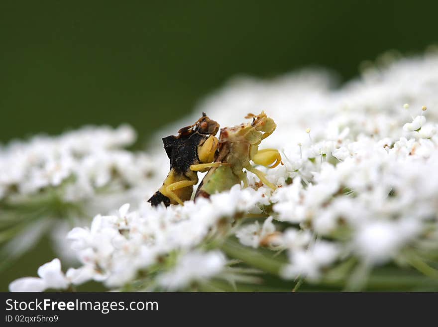 Ambush Bug Phymatinae mating on Queen Anne's Lace flower