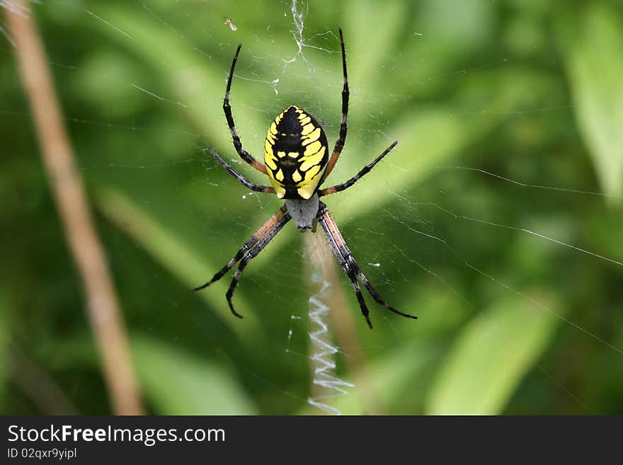 Black & Yellow Garden Spider