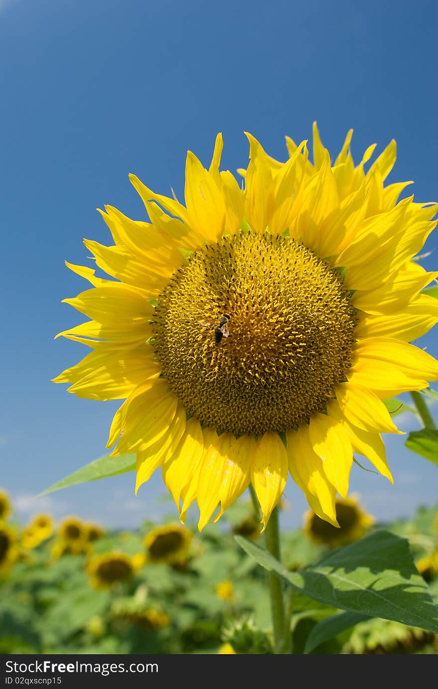 A bee on a sunflower in a sunny day