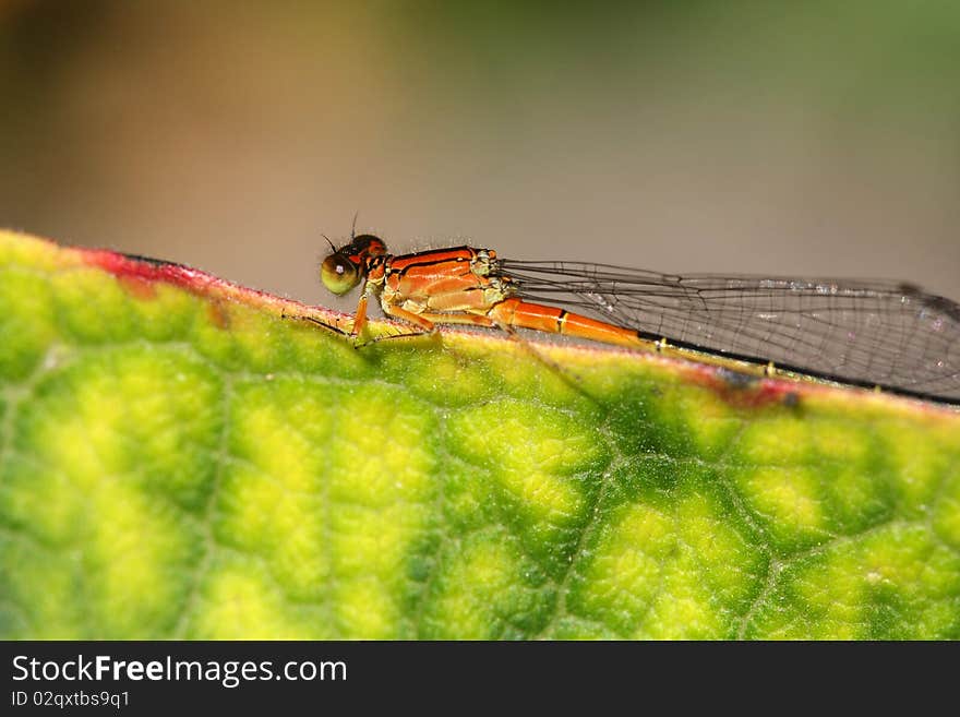 Citrine Forktail Damselfly Ischnura hastata on milkweed leaf