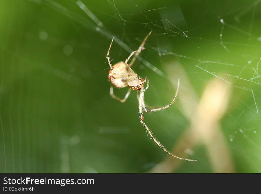 Cob Web Spider Parasteatoda lunata in web in morning light