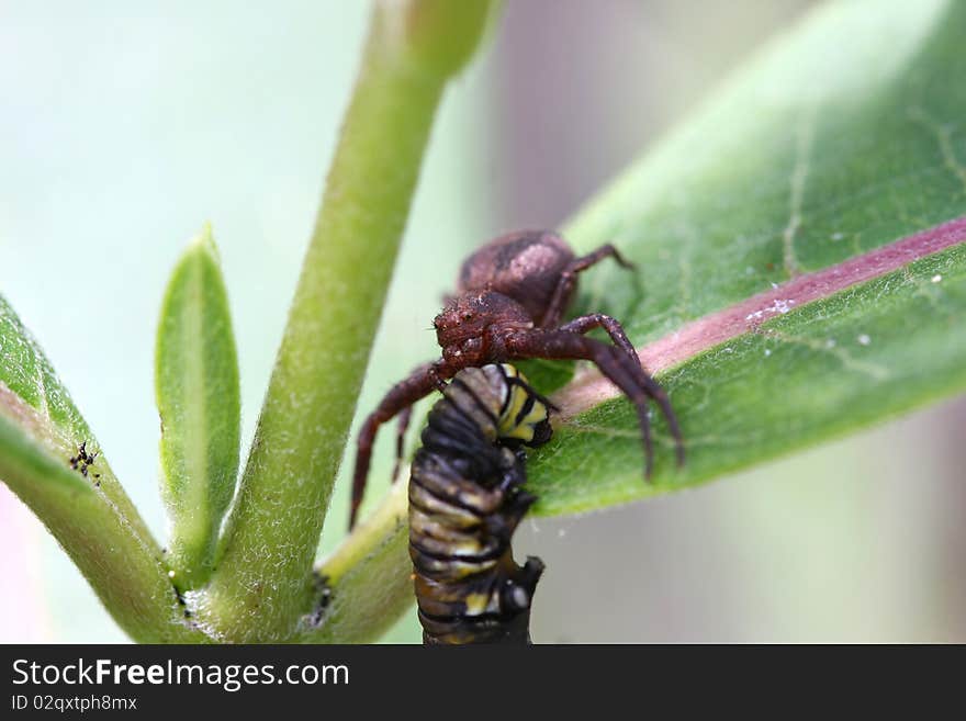 Crab Spider with Prey