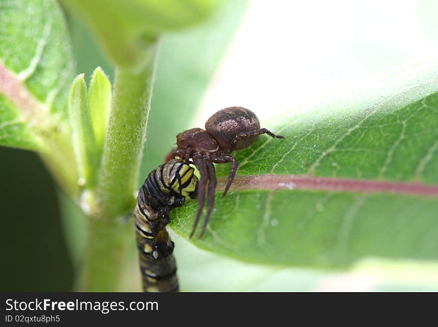 Crab Spider - Xysticus sp With Monarch Butterfly Caterpillar profile