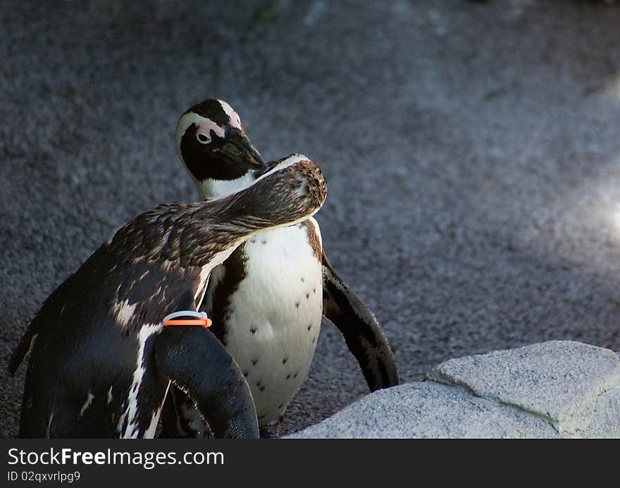 Kissing Penguins