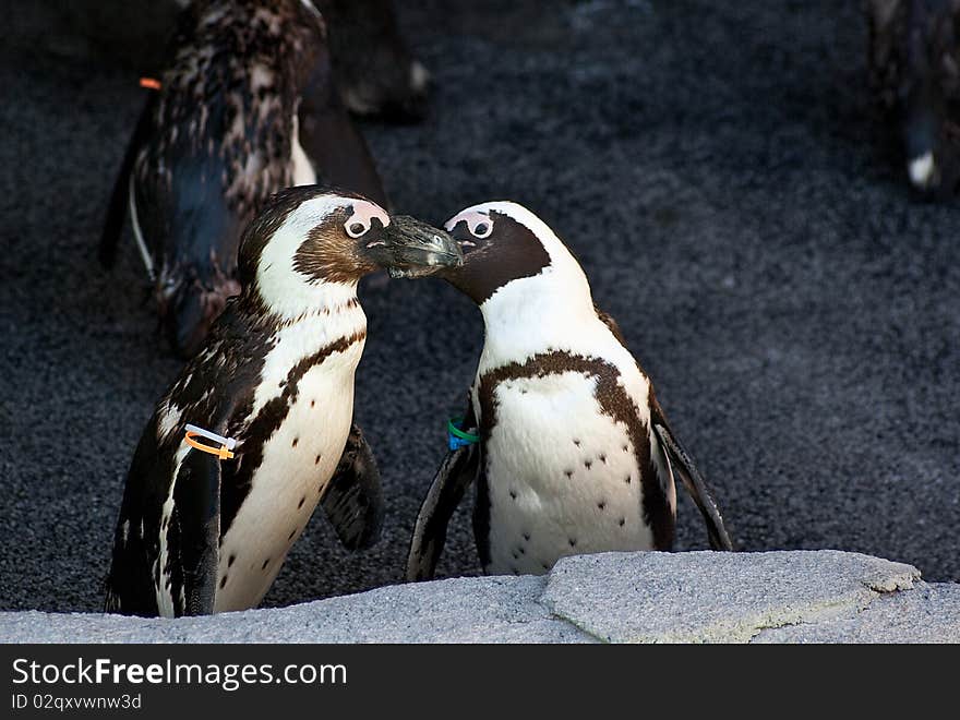 Kissing Penguins