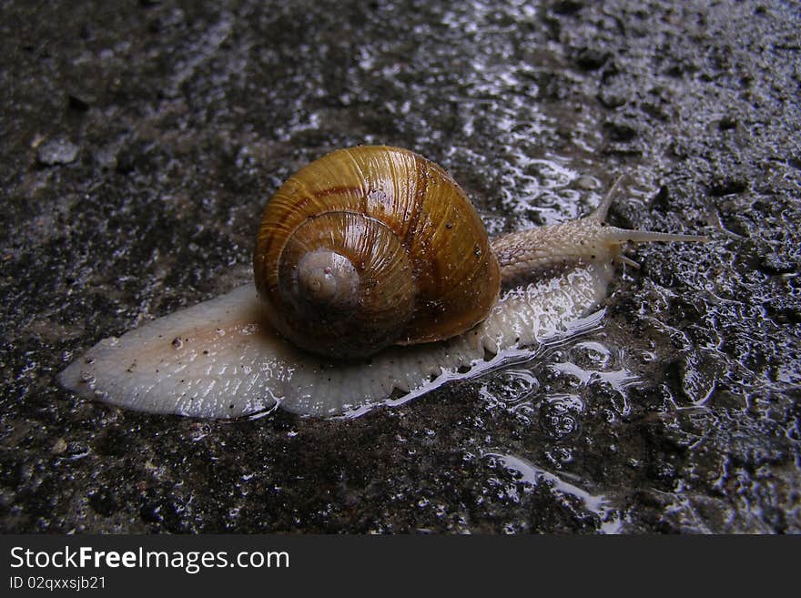 Big Snail On The Asphalt In The Rain