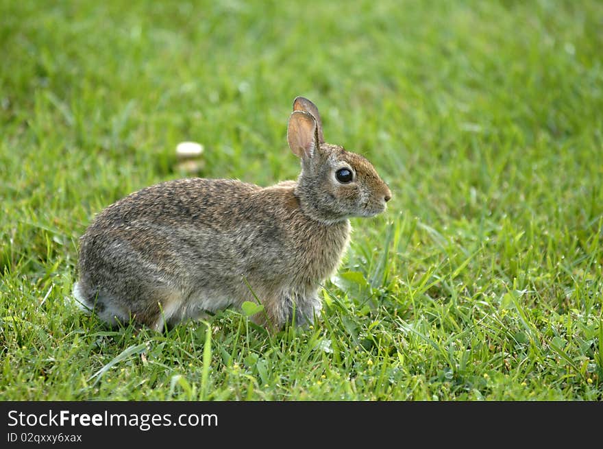 Backyard rabbit sits in the grass. Backyard rabbit sits in the grass.