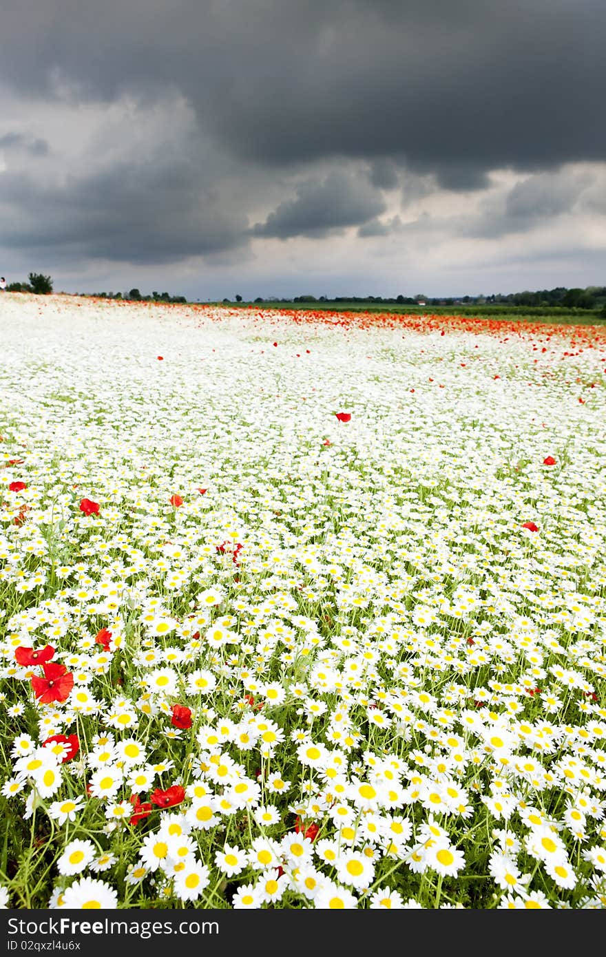 Summer meadow in blossom with daisies