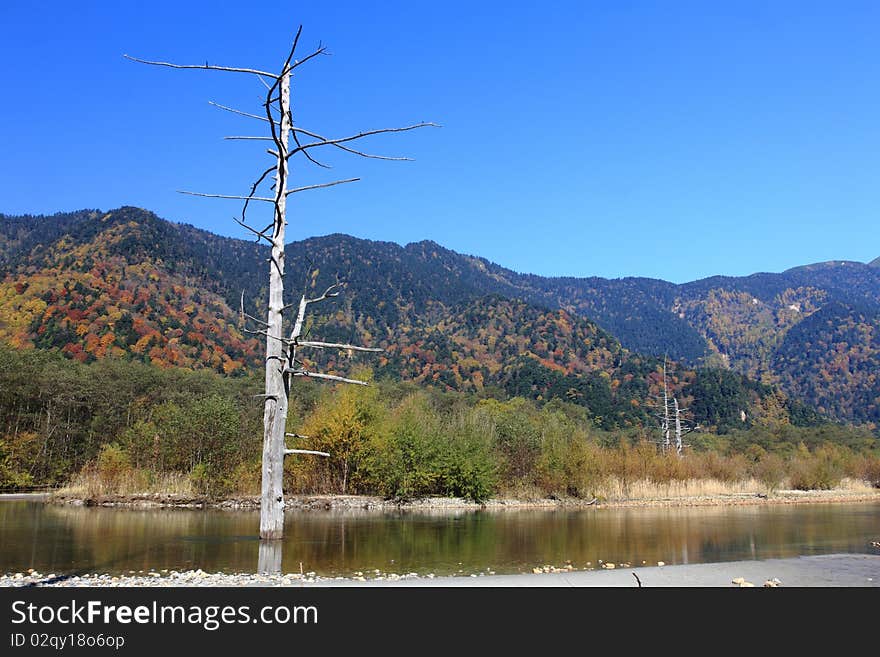 Dead tree in the middle of a river close to Matsumoto, Japan