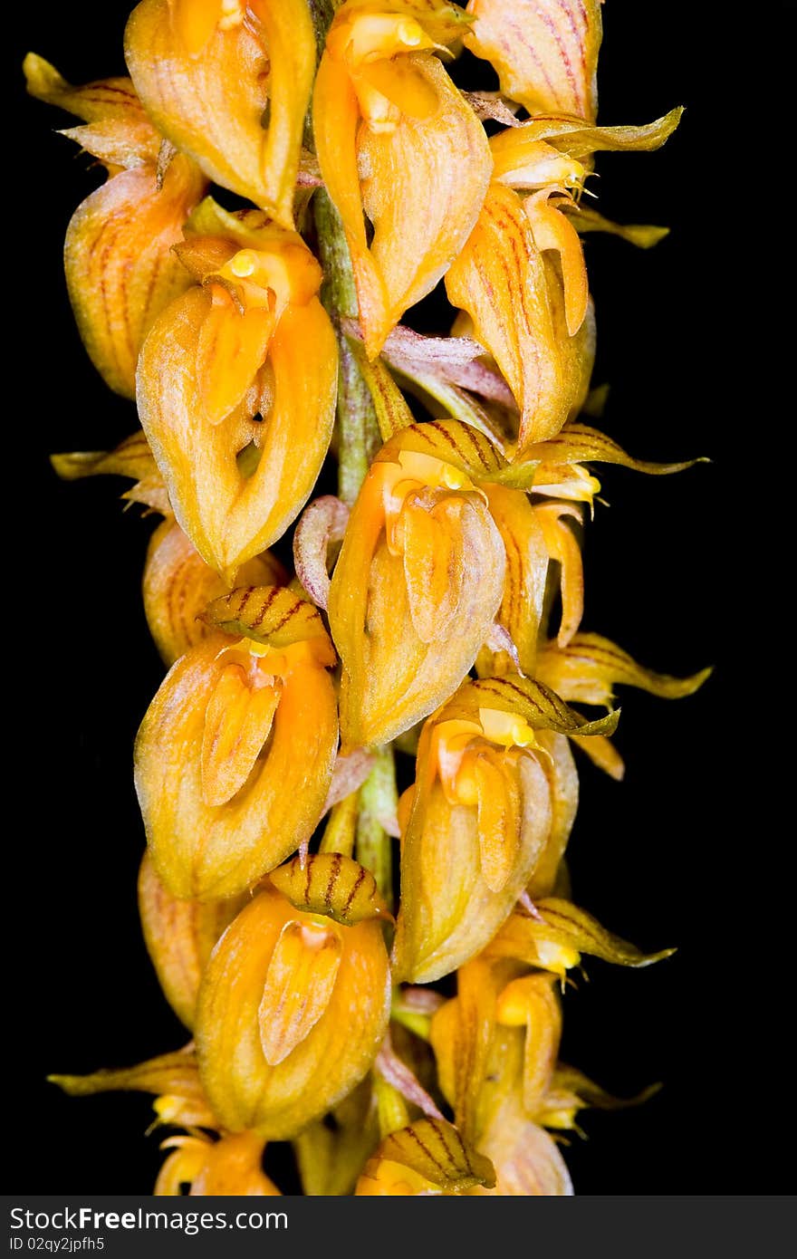 Rare wild orchids in Thailand are colorful and strange shapes. Rare wild orchids in Thailand are colorful and strange shapes.