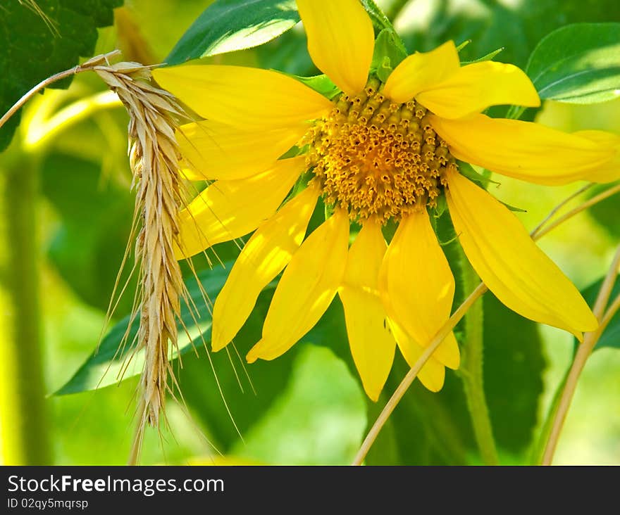 Sunflower and rye