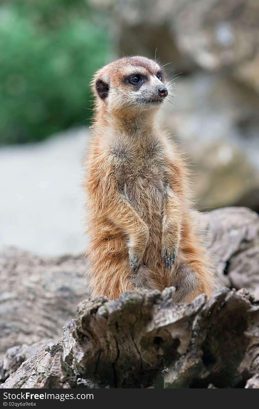 Meerkat (Suricata suricatta) on alert watching