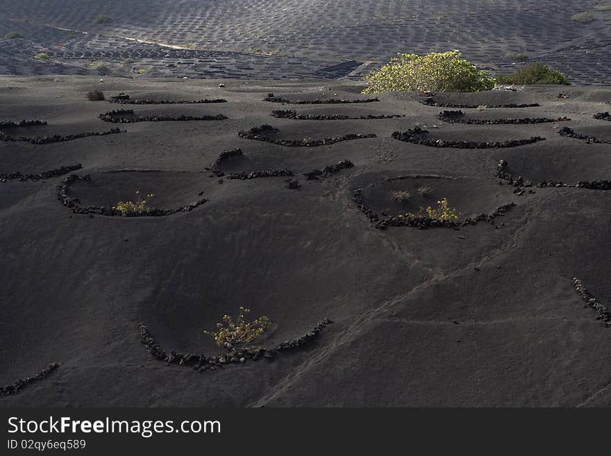 La geria, wine agriculture on volcanic earth in Lanzarote. La geria, wine agriculture on volcanic earth in Lanzarote