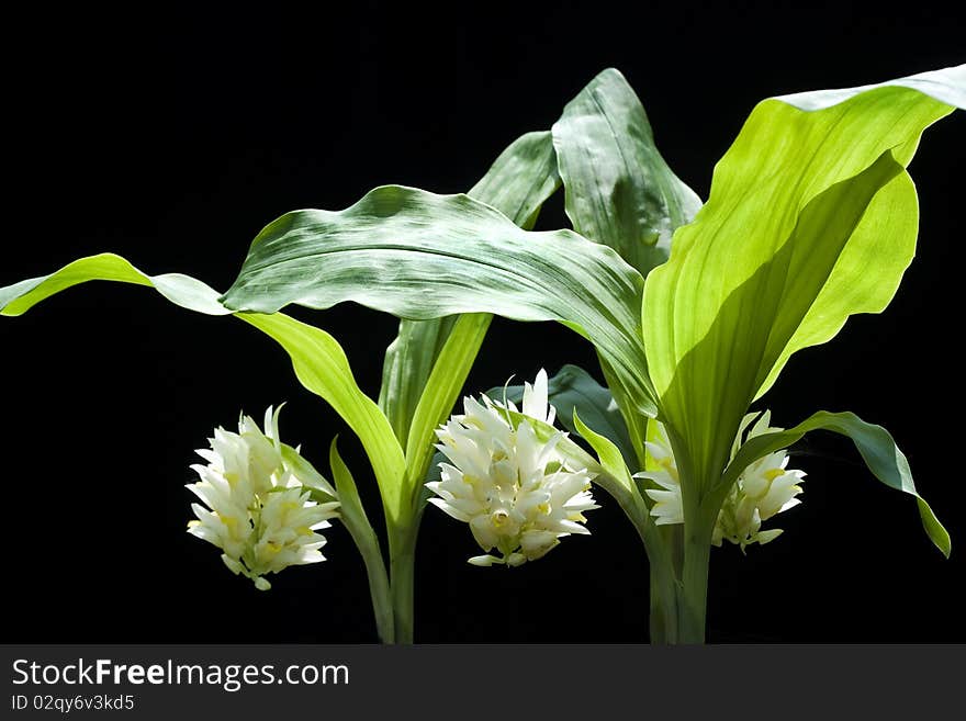 Rare wild orchids in Thailand are colorful and strange shapes. Rare wild orchids in Thailand are colorful and strange shapes.