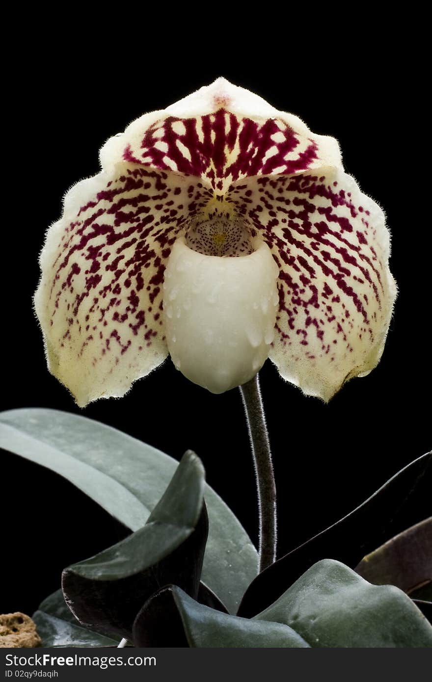 Orchid Paphiopedilum