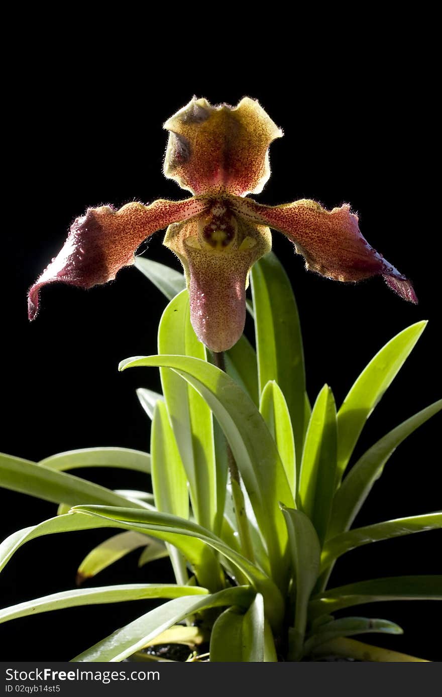 Orchid Paphiopedilum