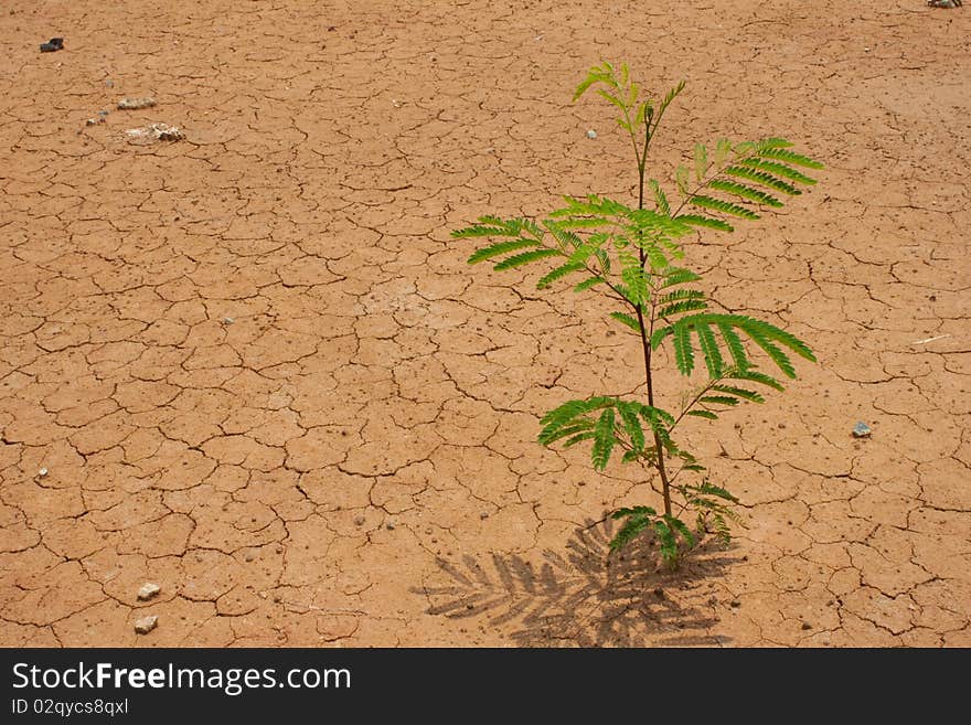 Tree on dry clay in Bangkok. Tree on dry clay in Bangkok