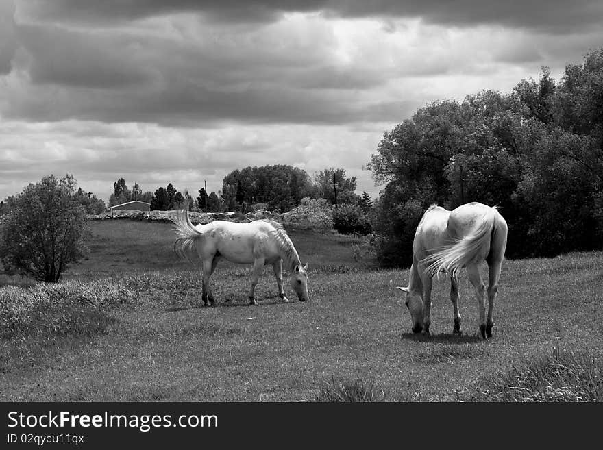 Horses Grazing Under A Threatening Sky