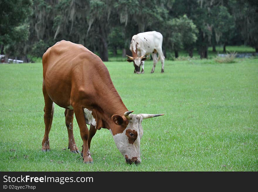 Large bulls grazing royalty free image. Large bulls grazing royalty free image