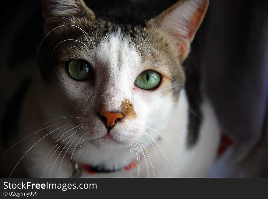 Adorable cat starring straight into your eyes. Adorable cat starring straight into your eyes