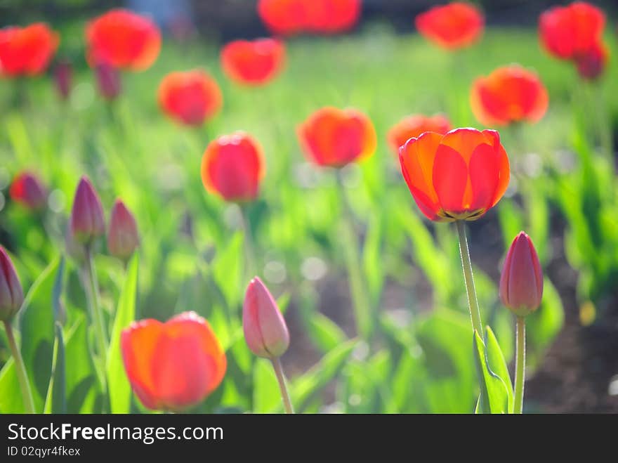 Field of tulips