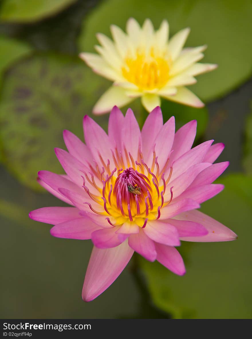 Beautiful  water lily in the lake and bee. Beautiful  water lily in the lake and bee