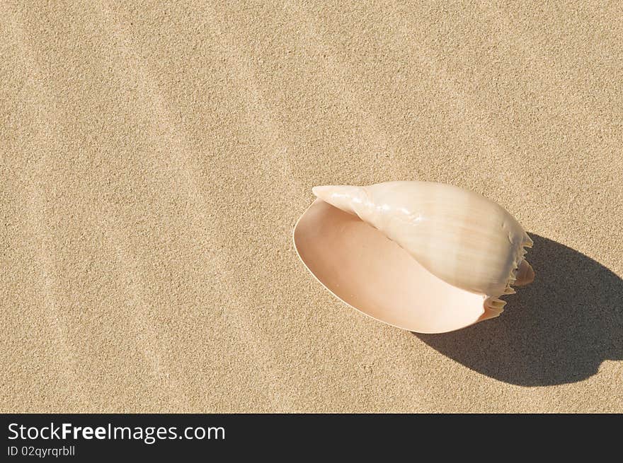 Close-up of a large sea shell on the beach. Close-up of a large sea shell on the beach.