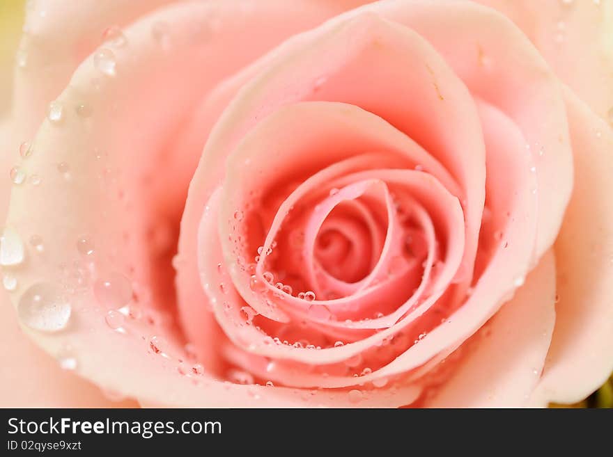 Beautiful pink rose close up