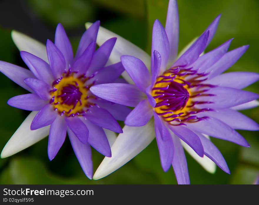 Purple waterlily