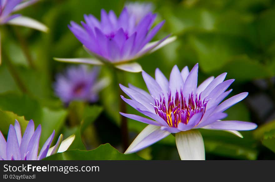 Beautiful  water-lily in the lake . Beautiful  water-lily in the lake