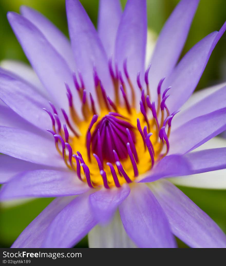 Beautiful water-lily in the lake. Beautiful water-lily in the lake