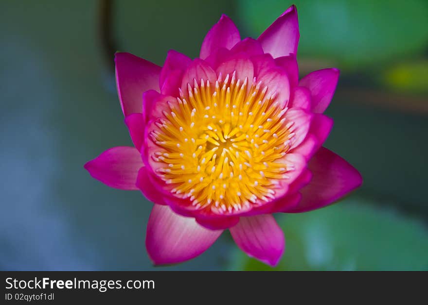 Beautiful water lily in the lake. Beautiful water lily in the lake