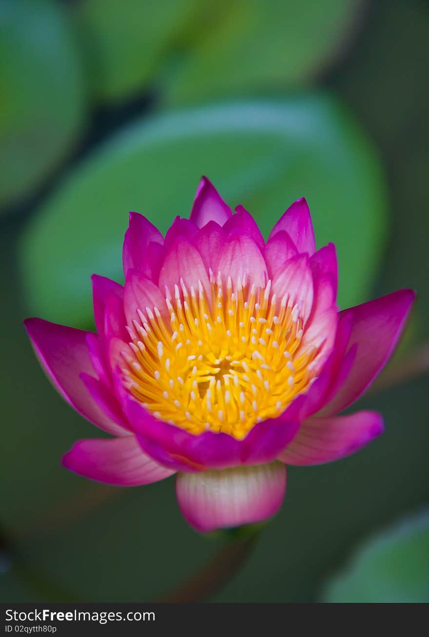 Beautiful water-lily in the lake. Beautiful water-lily in the lake