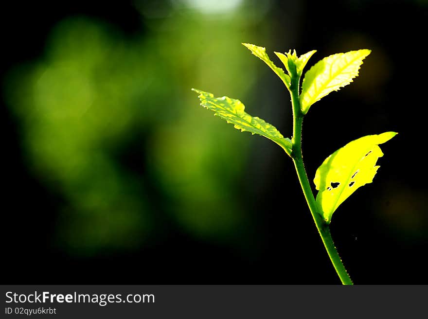 Green leaf in morning sun