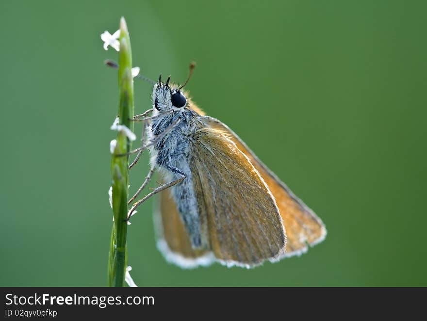 Close up of a butterfly, green background